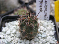 Echinopsis ferox.jpg