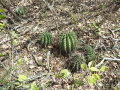Echinopsis rhodotricha ssp. chacoana 3.JPG