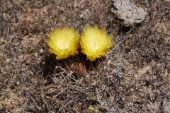 Eriosyce curvispina ssp. armata 56.jpg