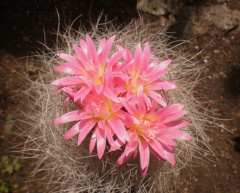 Eriosyce senilis.jpg