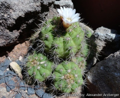 Gymnocalycium chacoense 74.jpg