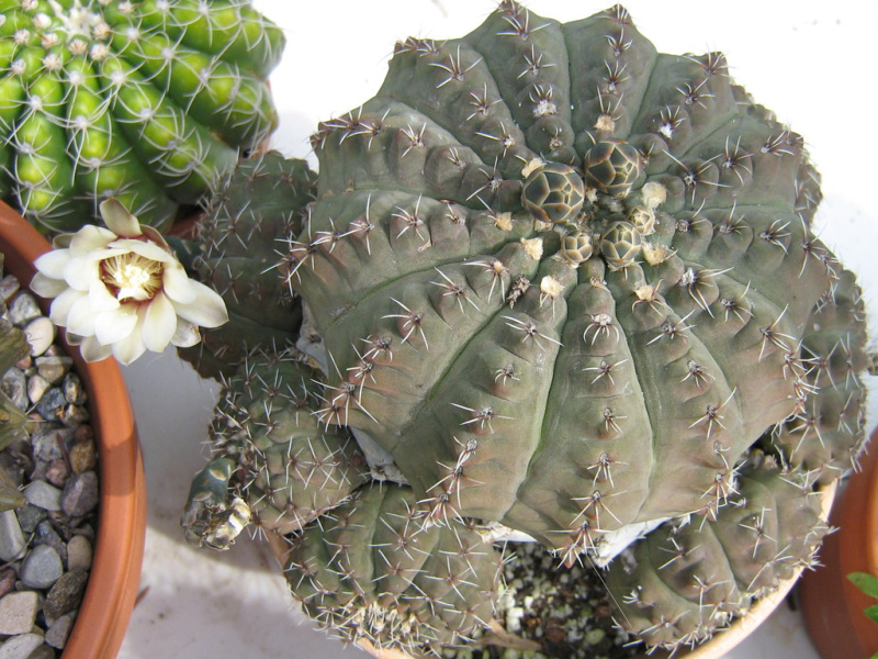 Файл:Gymnocalycium quehlianum 1.jpg