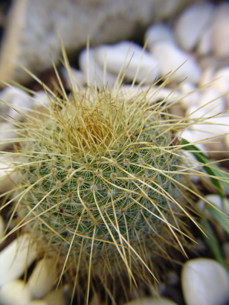 Файл:Mammillaria muehlenpfordtii 02.jpg