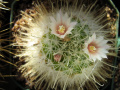 Mammillaria pennispinosa ssp. nazasensis