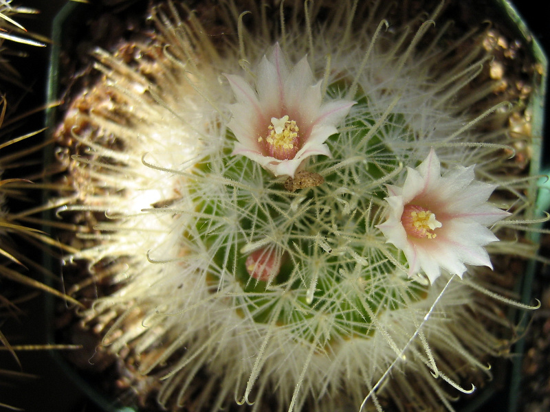 Файл:Mammillaria pennispinosa ssp. nazasensis.jpg
