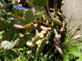Opuntia macrocentra 2.JPG