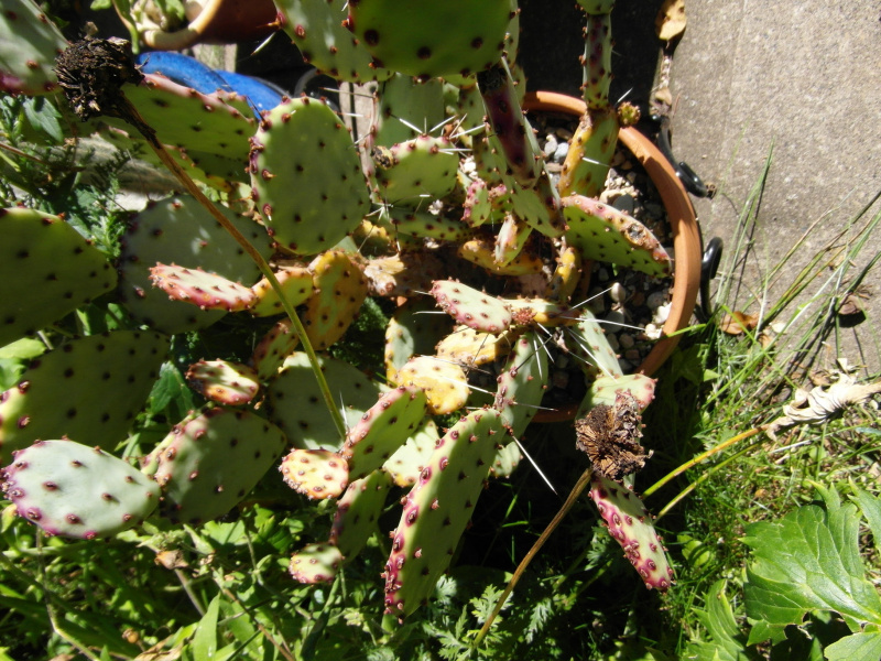 Файл:Opuntia macrocentra 2.JPG