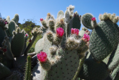 Opuntia pilifera.jpg