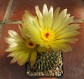 Parodia buiningii 3.jpg