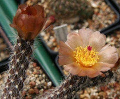 Pterocactus valentinii.jpg