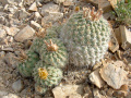 Sclerocactus mesae-verdae 5.jpeg