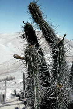 Weberbauerocereus cephalomacrostibas.jpg
