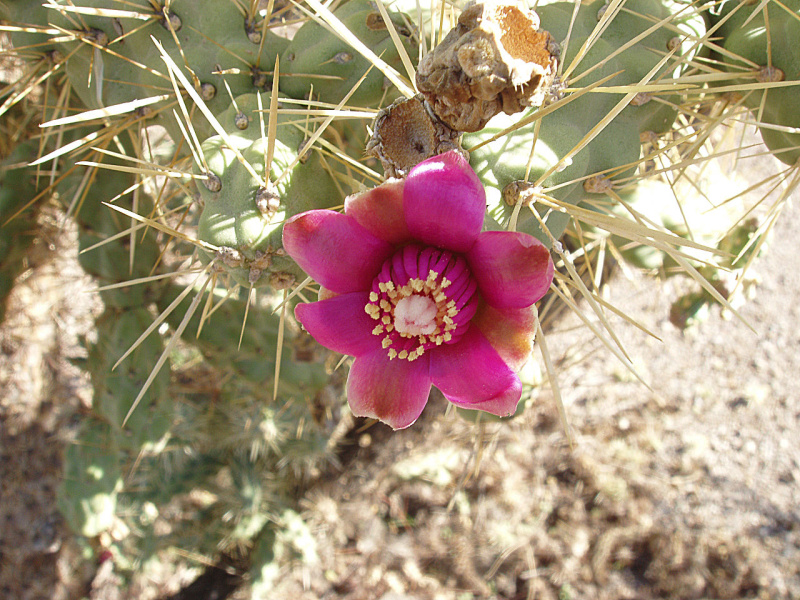 Файл:Cylindropuntia fulgida 20.jpg