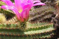 Echinocereus viereckii ssp. viereckii.jpg