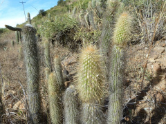 Echinopsis nothohyalacantha 3.JPG