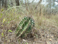 Echinopsis rhodotricha ssp. chacoana.JPG