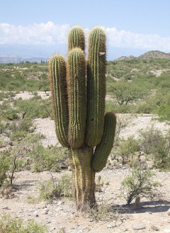 Echinopsis terscheckii .JPG