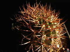 Echinopsis thionantha.jpg