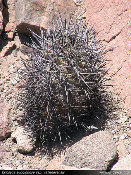 Файл:Eriosyce subgibbosa ssp. vallenarensis.jpg