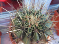 Ferocactus histrix