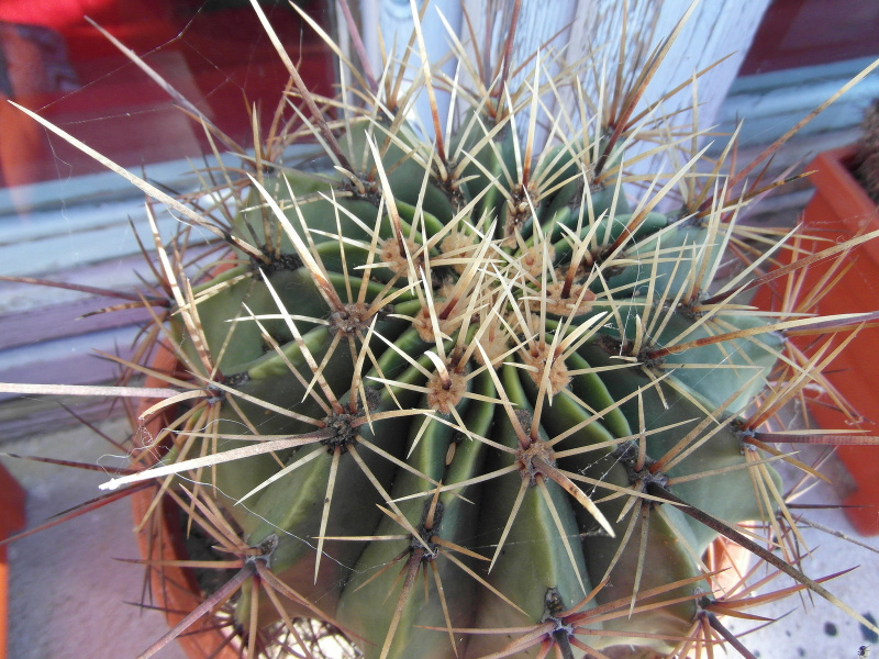 Файл:Ferocactus histrix.JPG