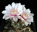Gymnocalycium ochoterenae 3.jpg