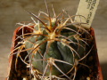 Gymnocalycium spegazzinii ssp. spegazzinii
