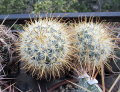 Mammillaria moelleriana 2.jpg