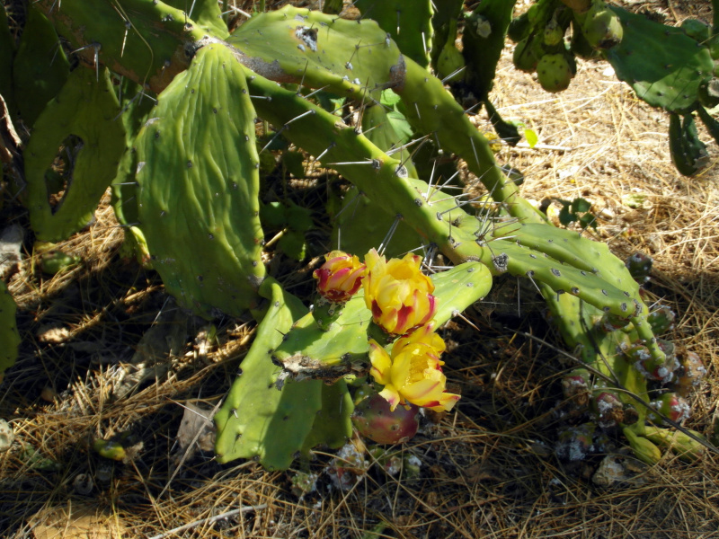 Файл:Opuntia monacantha 3.JPG