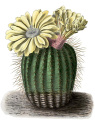 Parodia schumanniana BlKakteenT89.jpg