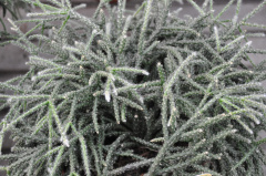 Rhipsalis pilocarpa 01.jpg
