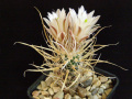 Sclerocactus papyracanthus SB 504