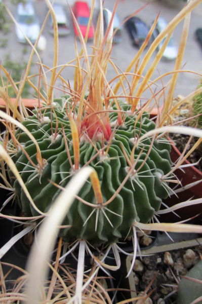 Файл:Stenocactus multicostatus.jpg