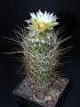 Thelocactus setispinus var. orcuttii