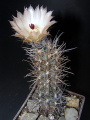Austrocactus bertinii