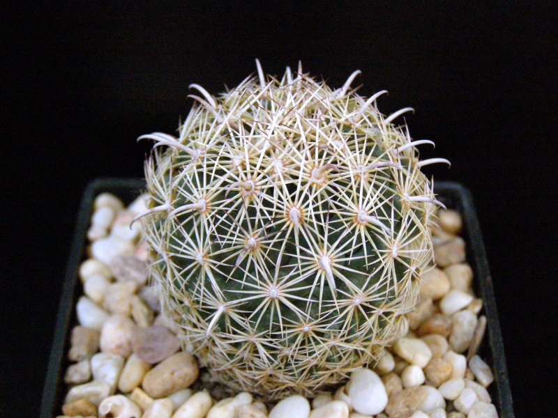 Файл:Coryphantha compacta 3.JPG