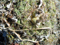 Coryphantha pycnacantha 01.jpg