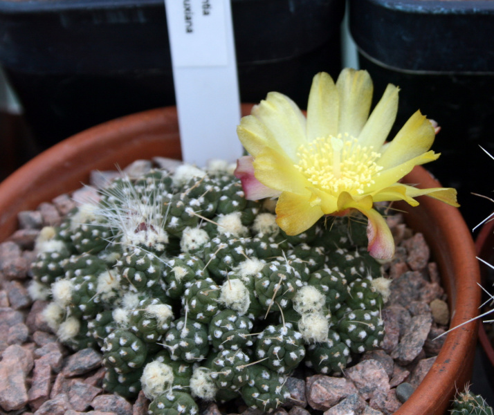 Файл:Cumulopuntia rossiana var. fuauxiana 5.jpg