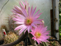 Echinocereus schmolli