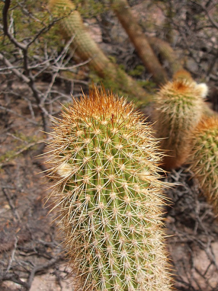 Файл:Echinopsis angelesiae 2.JPG