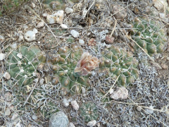 Gymnocalycium capillaense h1.JPG