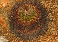 Mammillaria grusonii.JPG