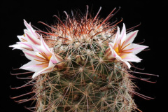 Mammillaria hutchisoniana ssp louisae 156.jpg
