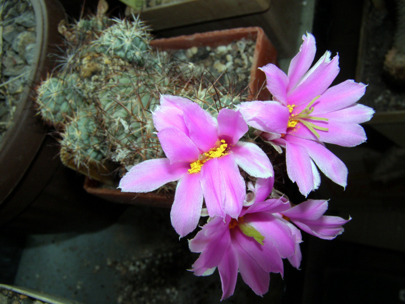 Файл:Mammillaria schumannii N1.JPG