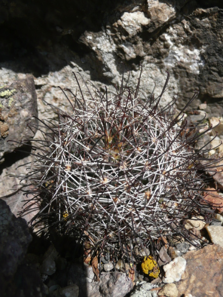 Файл:Mammillaria wrightii ssp. wrightii 3.jpg
