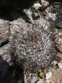 Mammillaria wrightii ssp. wrightii 3.jpg