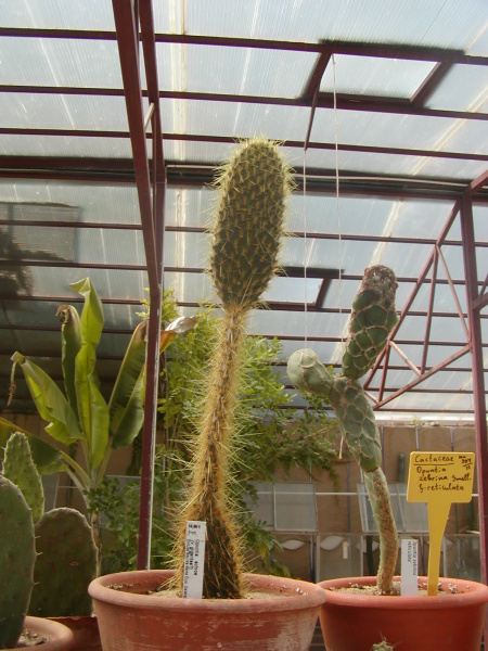 Файл:Opuntia echios var. gigantea.jpg