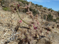 Opuntia salmiana