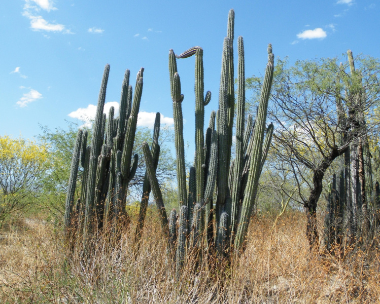 Файл:Pachycereus hollianus 2h.jpg