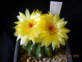 Parodia linkii